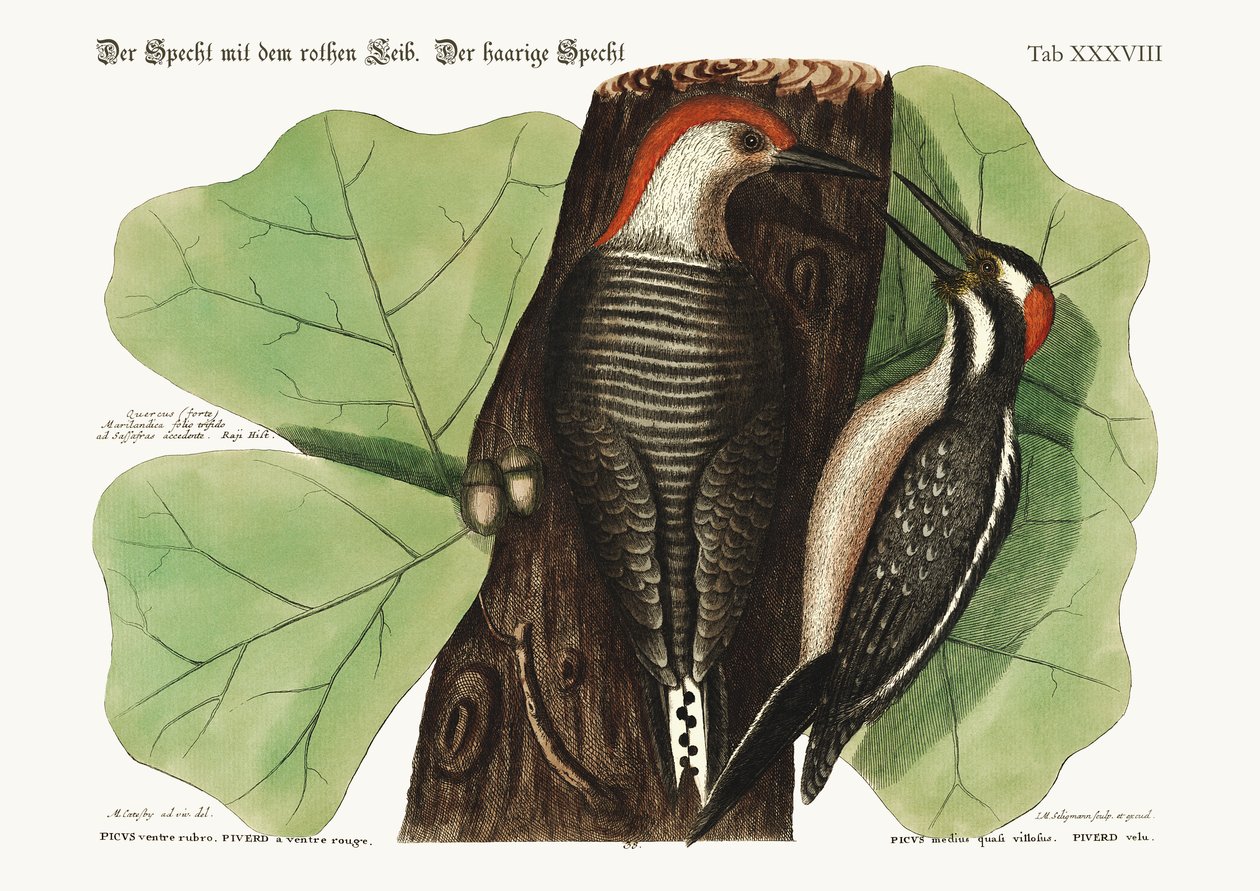 Der rotbauchige Specht. Der haarige Specht., 1749-73 von Mark Catesby
