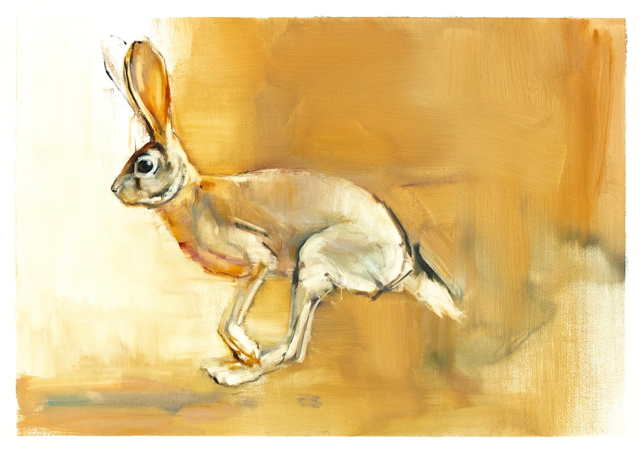 Kap-Hase, 2010 von Mark Adlington