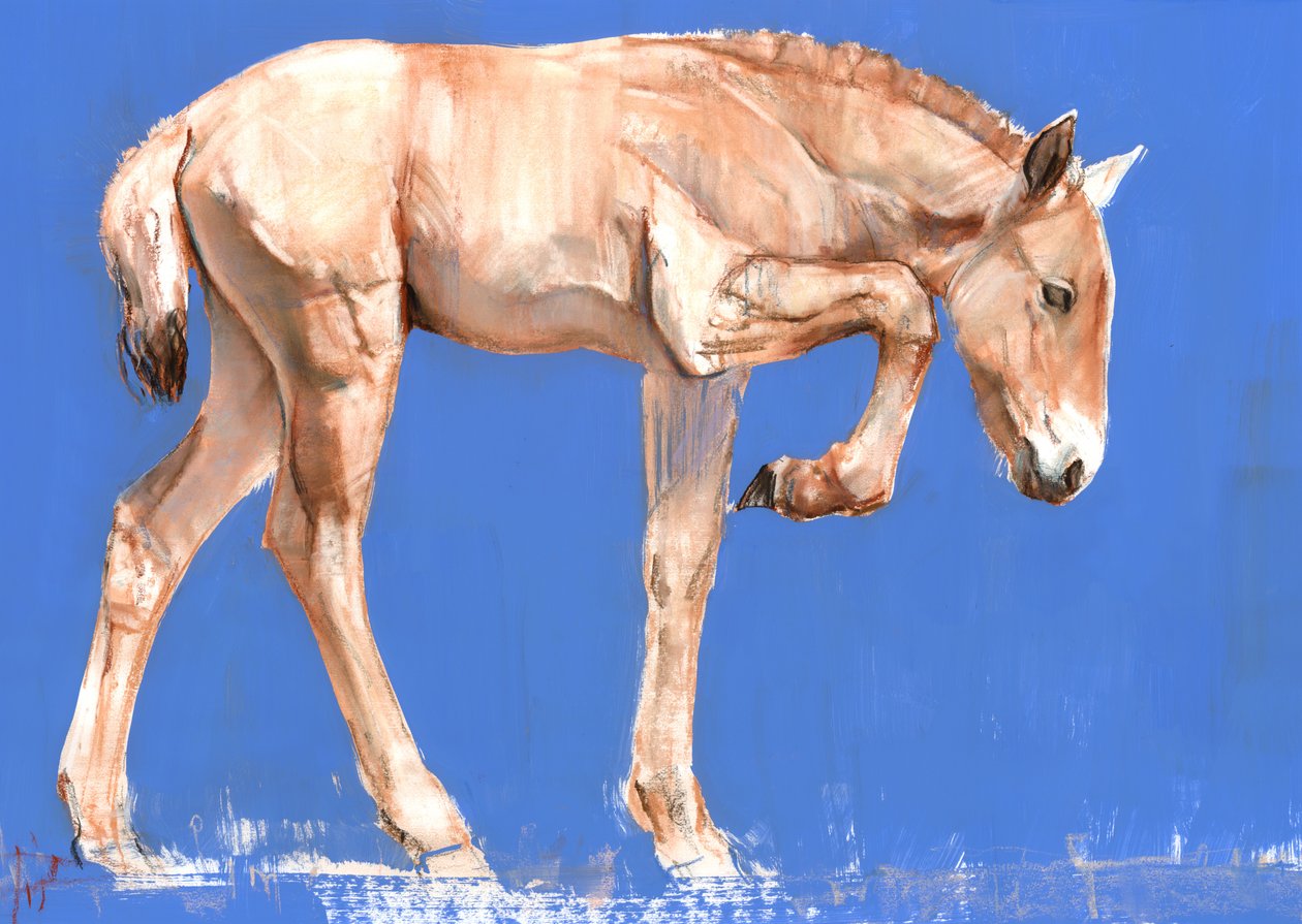 Przewalski-Fohlen, 2012 von Mark Adlington