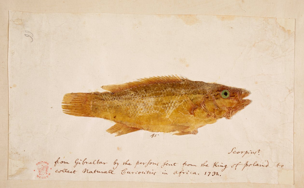 Ein Fisch von Mark Catesby