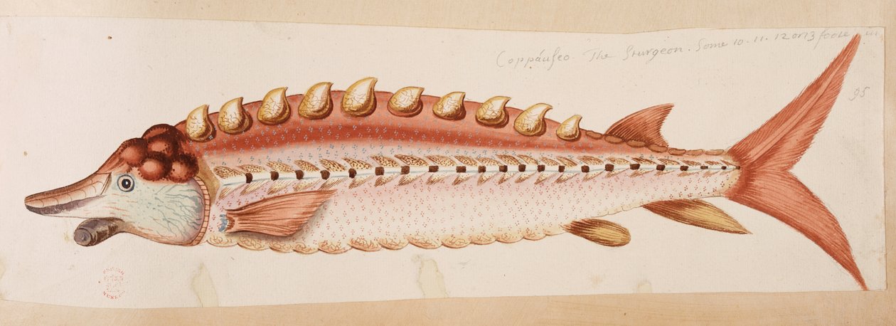 Ein Fisch von Mark Catesby