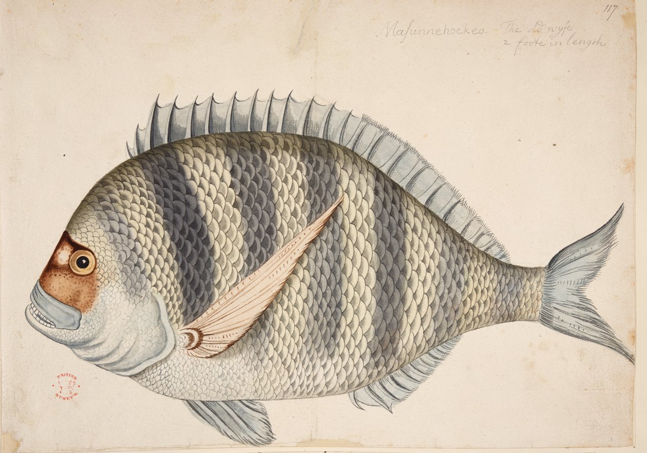 Ein Fisch von Mark Catesby