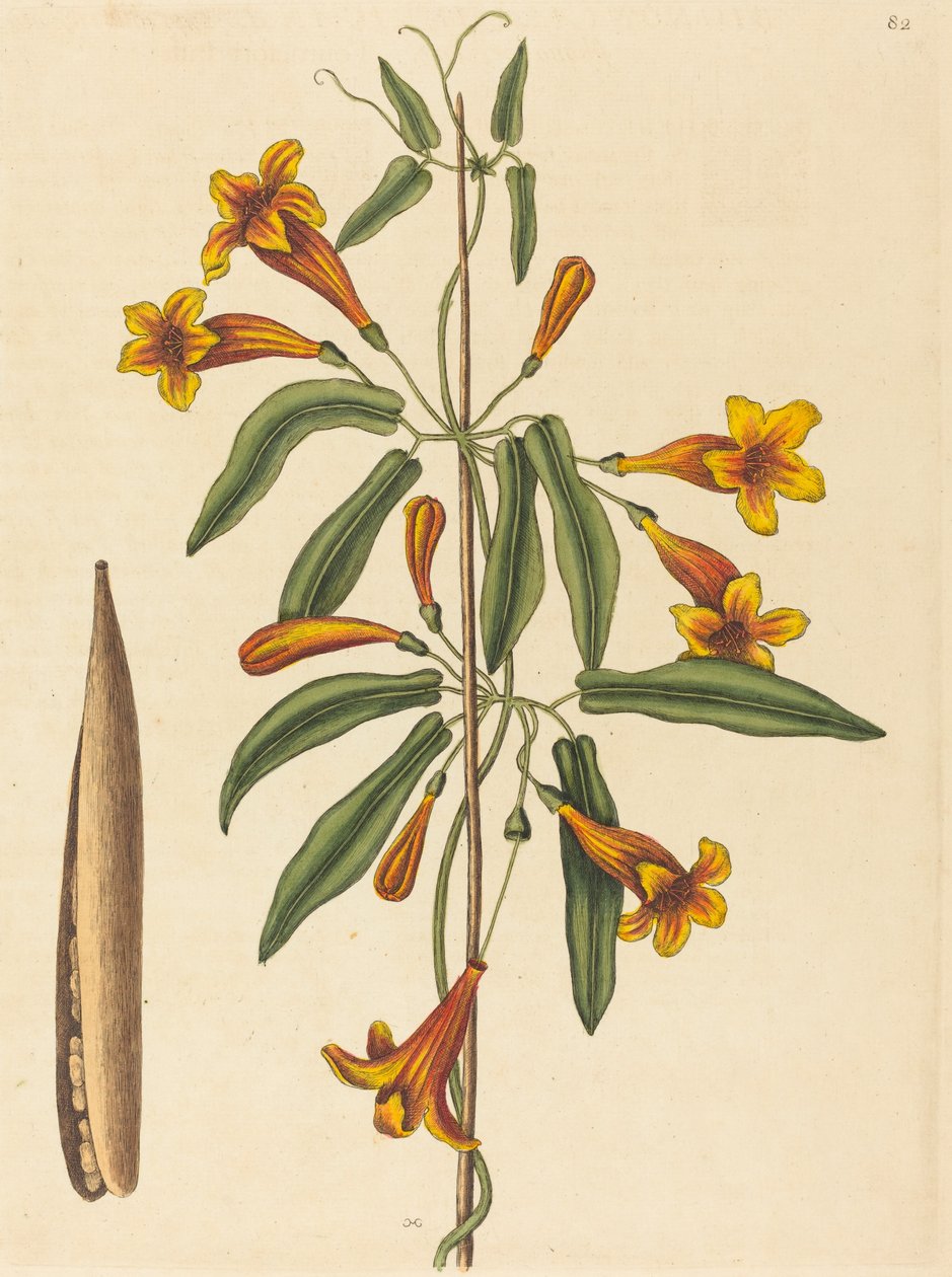 Kreuzrebe (Bignonia capreolata) von Mark Catesby