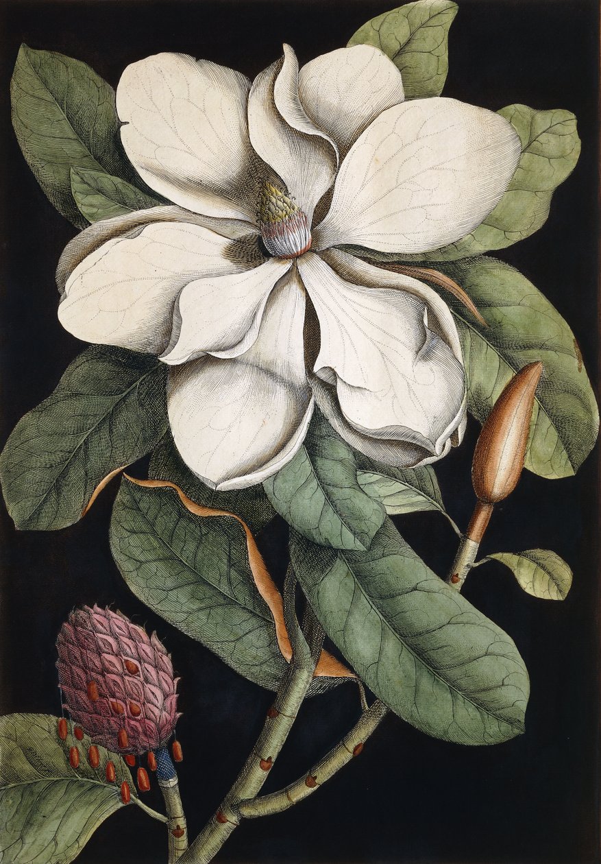 Lorbeerbaum von Mark Catesby