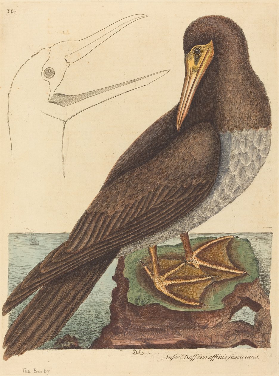 Der Tölpel (Pelecanus Sula) von Mark Catesby
