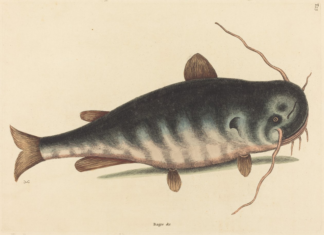 Der Katzenwels Silurus catus, veröffentlicht 1754 von Mark Catesby