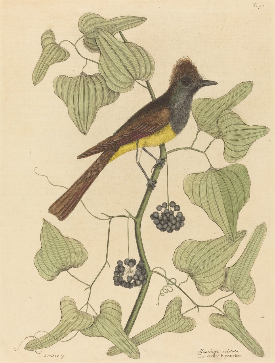 Der Haubenfliegenschnäpper (Muscicapa cristata) von Mark Catesby