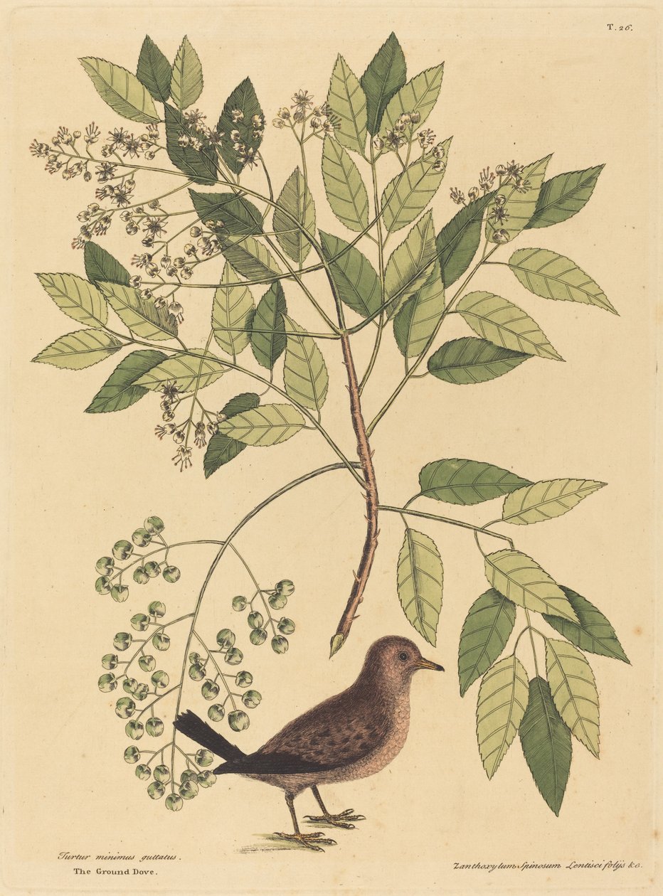 Die Bodentaube Columba passerina von Mark Catesby