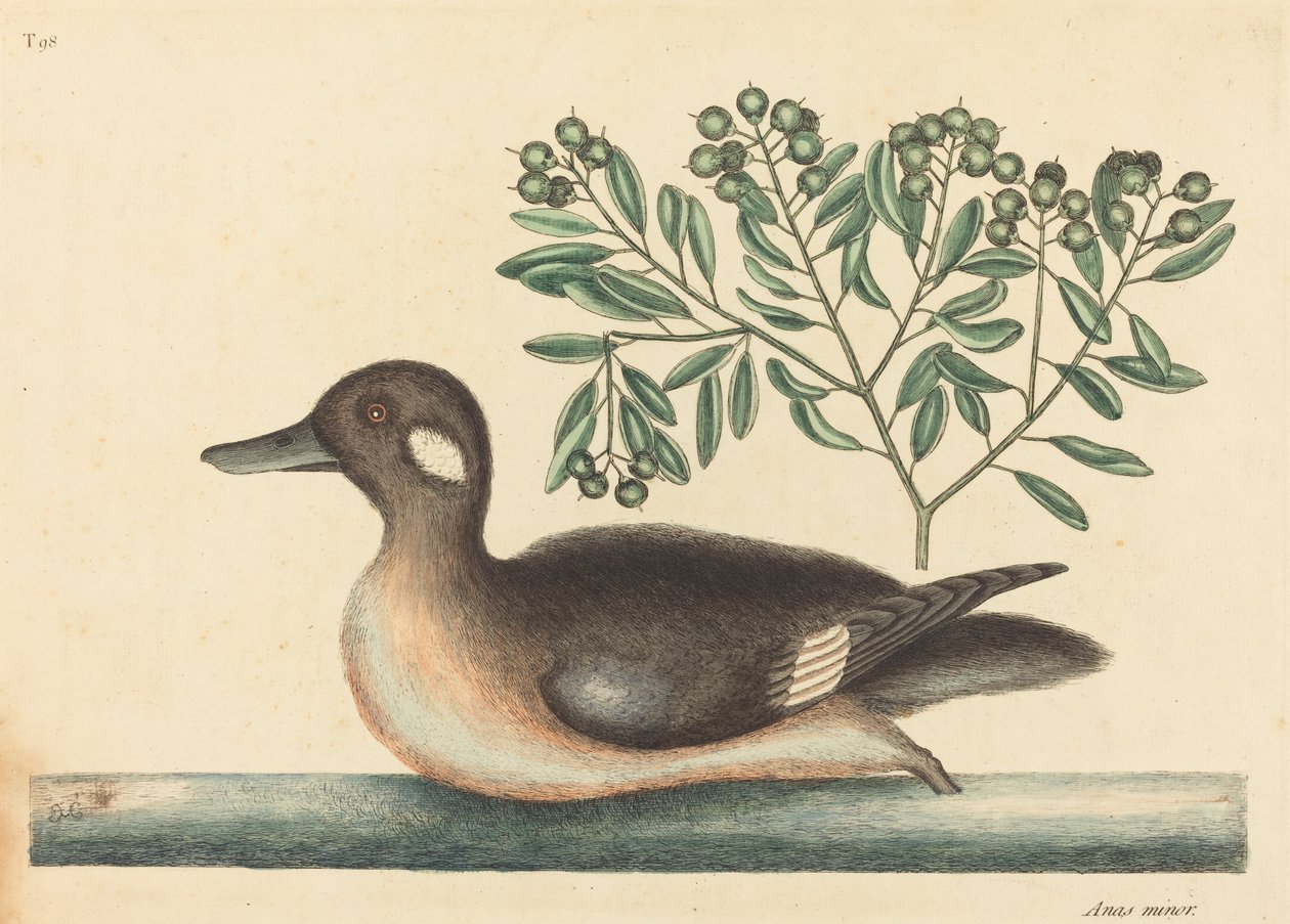 Die kleine braune Ente (Anas rustica) von Mark Catesby