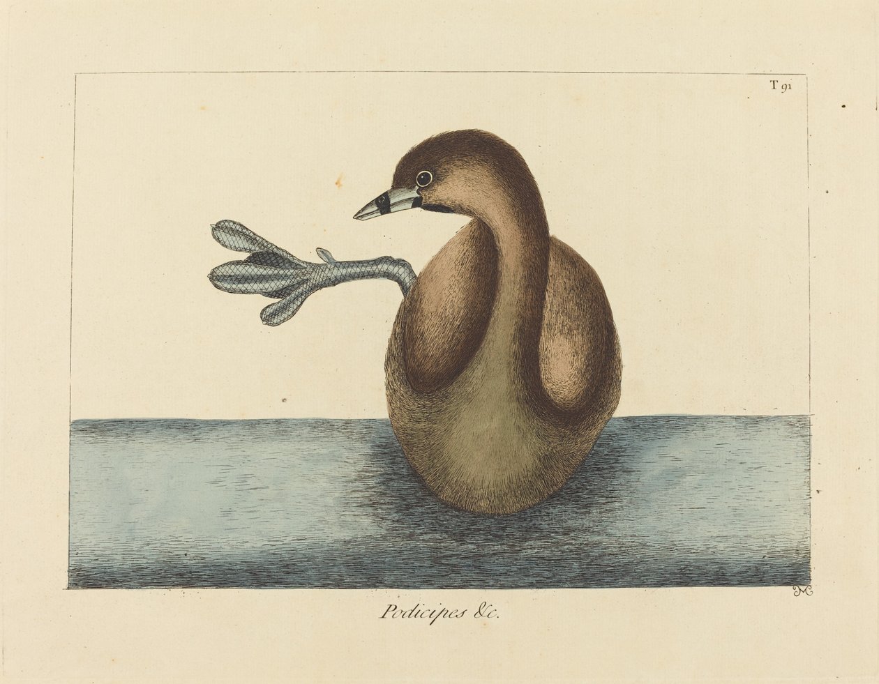 Der Tauchervogel (Colymbus podiceps) von Mark Catesby
