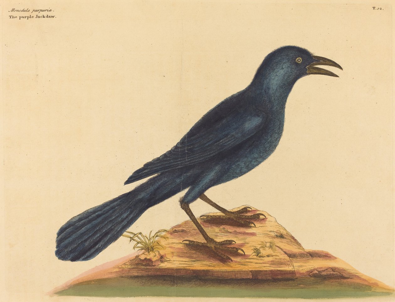 Der Purpurgrackel von Mark Catesby