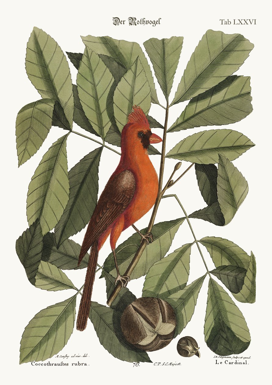 Der rote Vogel von Mark Catesby