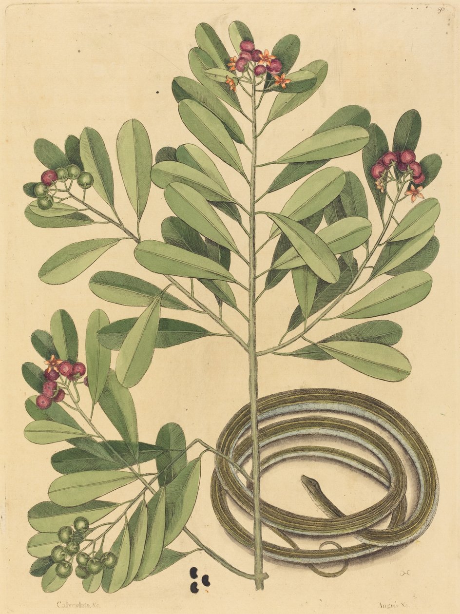 Die Bänderschlange von Mark Catesby