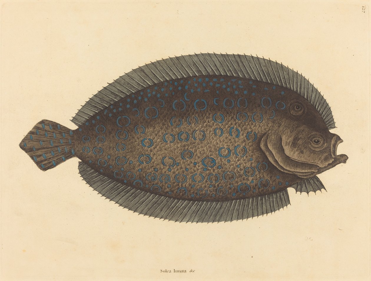 Die Seezunge von Mark Catesby