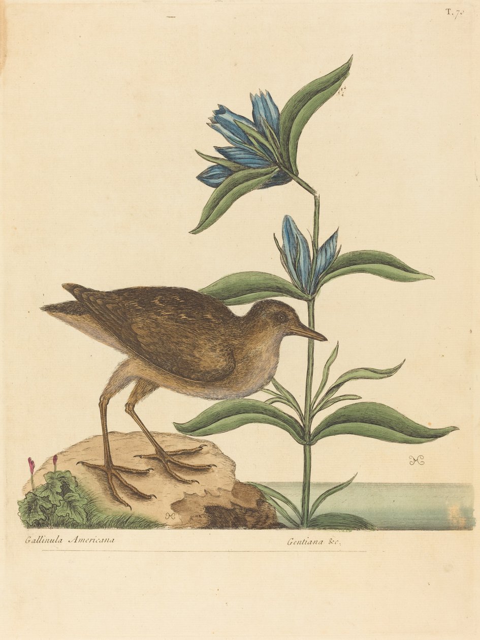 Die Soree (Rallus Virginianus) von Mark Catesby