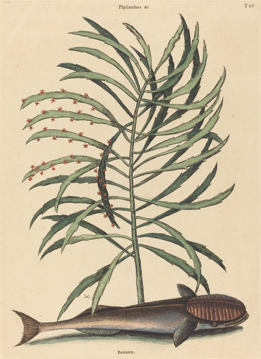 Der Saugnapf-Fisch (Echeneis Naucratis) von Mark Catesby