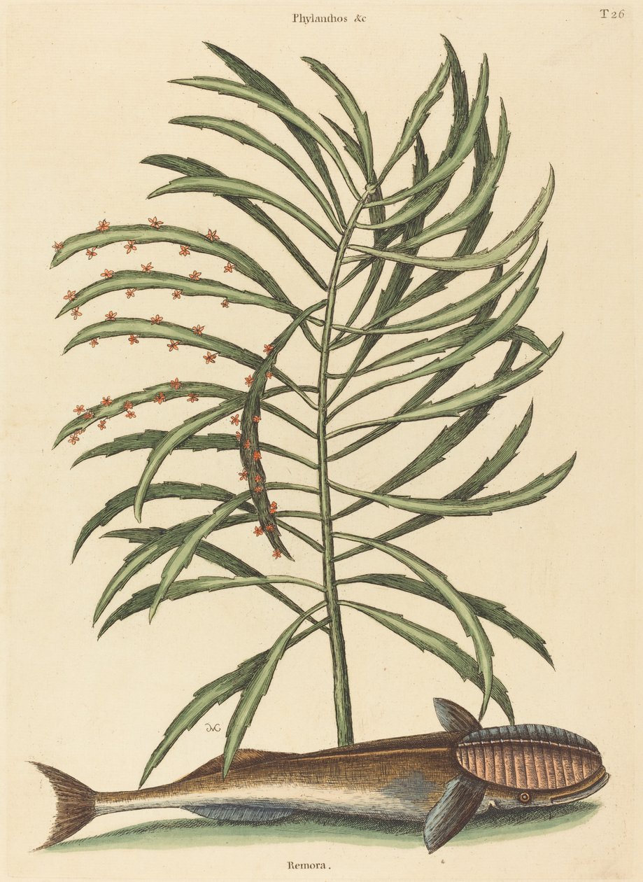 Der Saugnapf (Echeneis naucratis) von Mark Catesby
