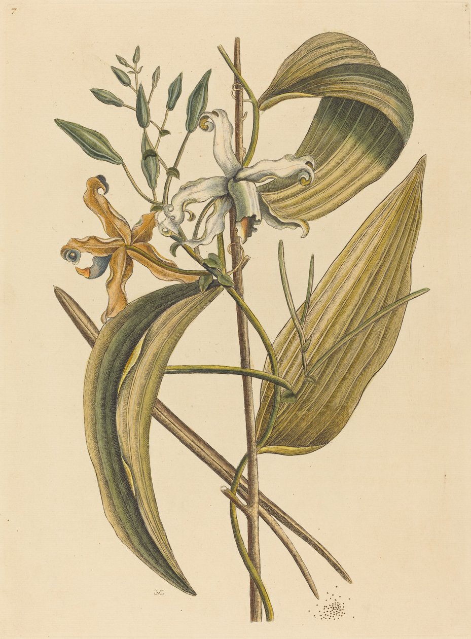 Die Vanille (Epidendrum Vanilla) von Mark Catesby