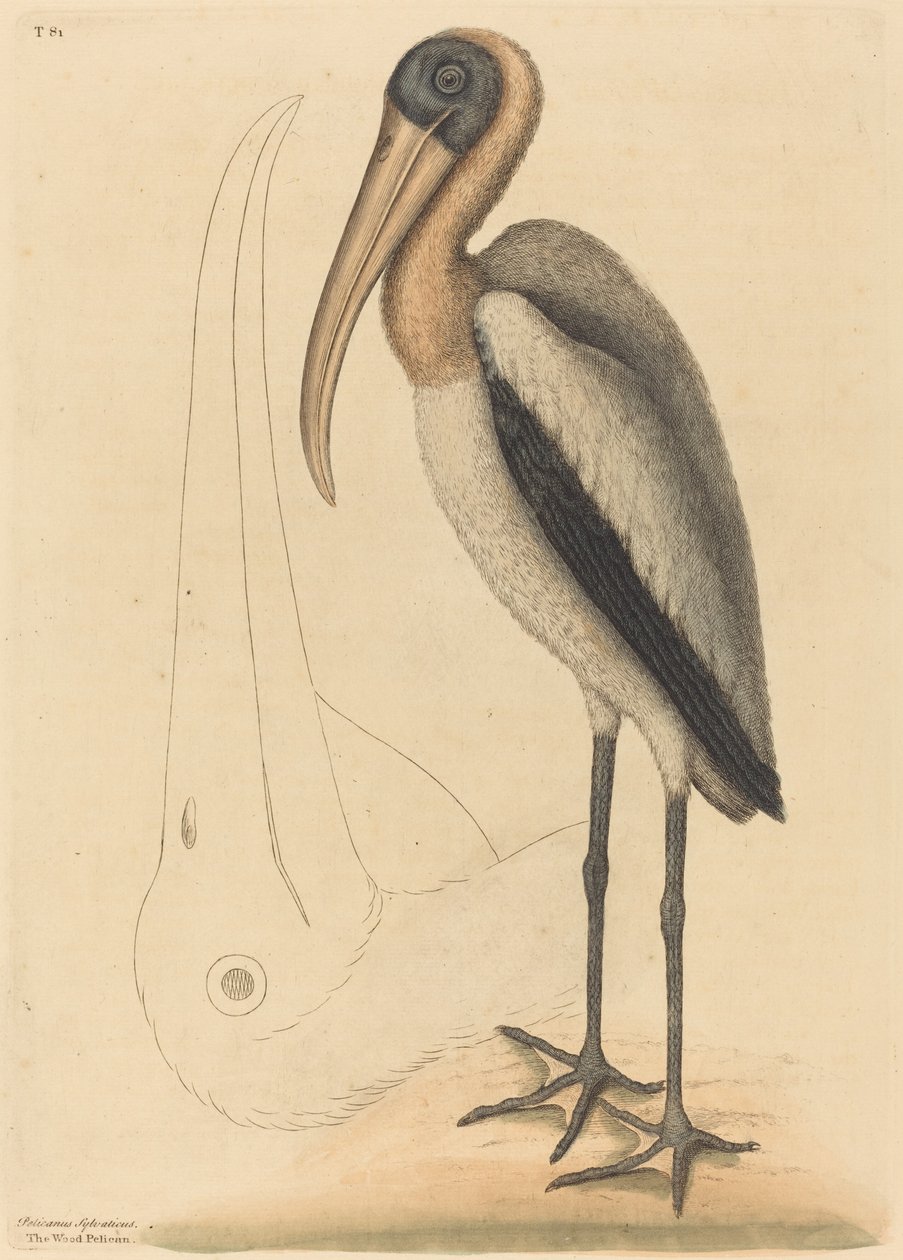Der Waldpelikan (Tantalus Loculator) von Mark Catesby