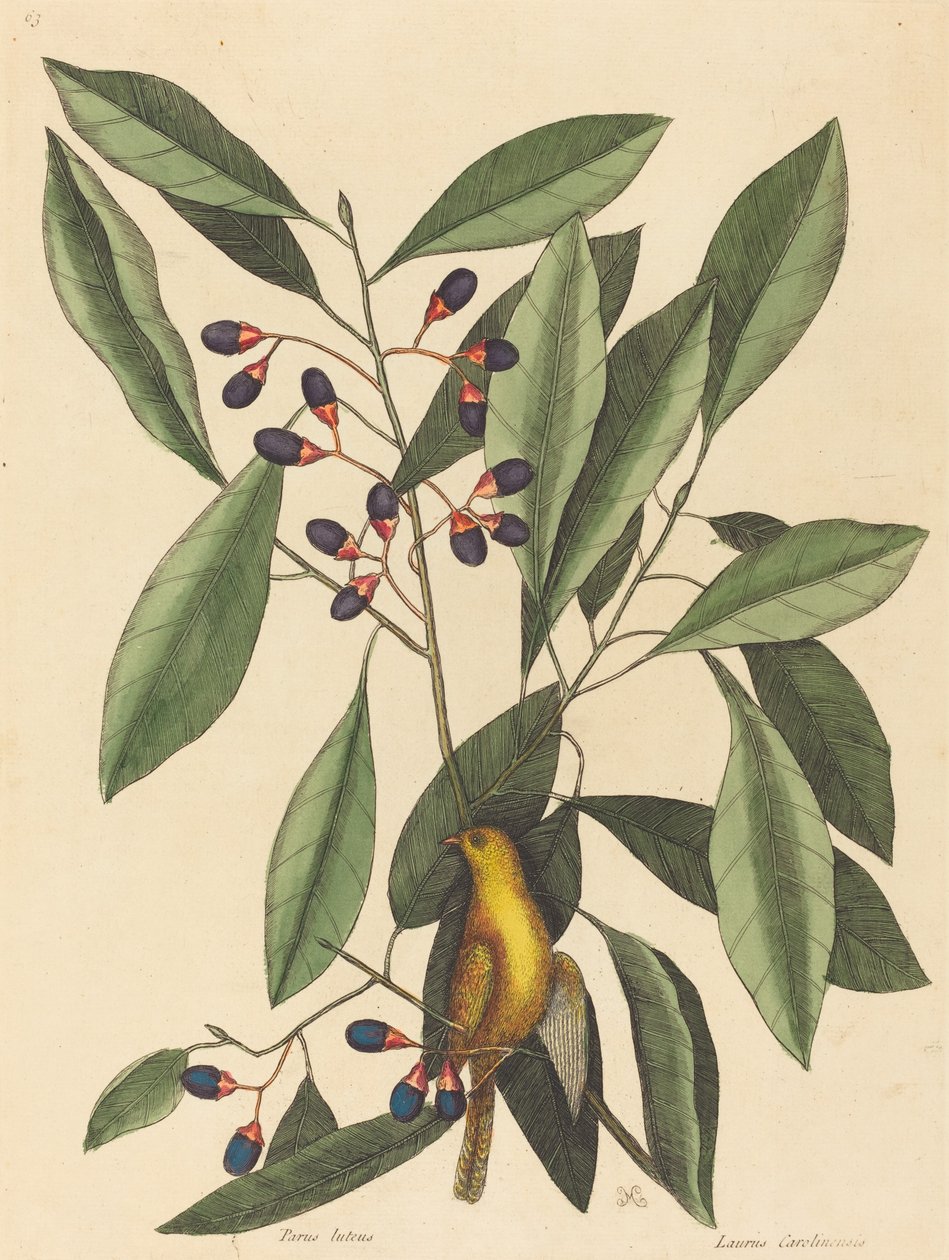 Die gelbe Meise von Mark Catesby