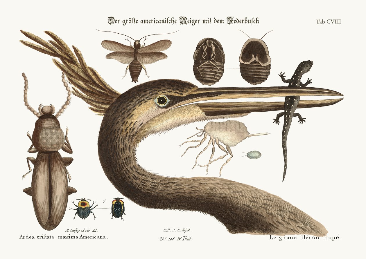 Der größte Haubreiher, 1749-73 von Mark Catesby