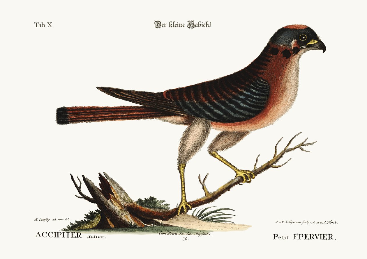 Der kleine Falke, 1749-73 von Mark Catesby