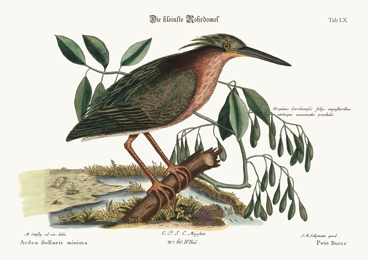 Der kleine Rohrdommel, 1749-73 von Mark Catesby