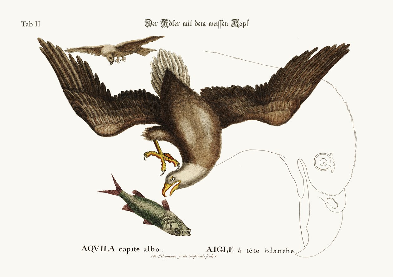 Der Weißkopfseeadler, 1749-73 von Mark Catesby