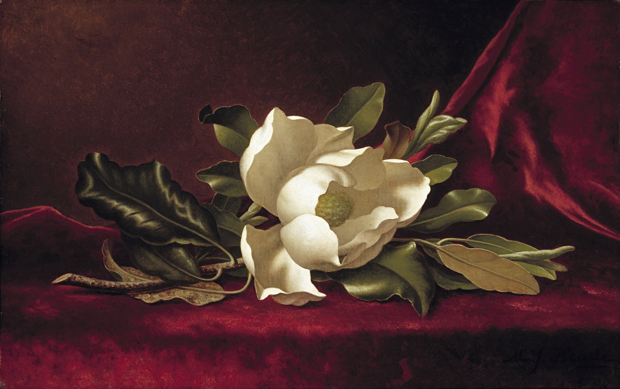 Die Magnolienblüte, 1888 von Martin Johnson Heade