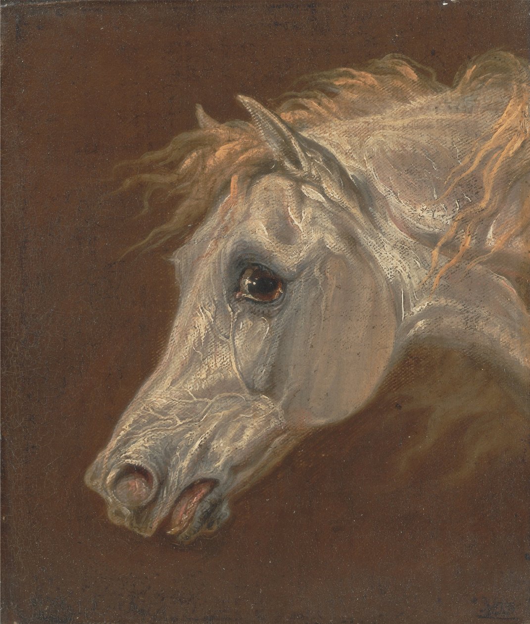 Kopf eines grauen arabischen Pferdes von Martin Theodore Ward