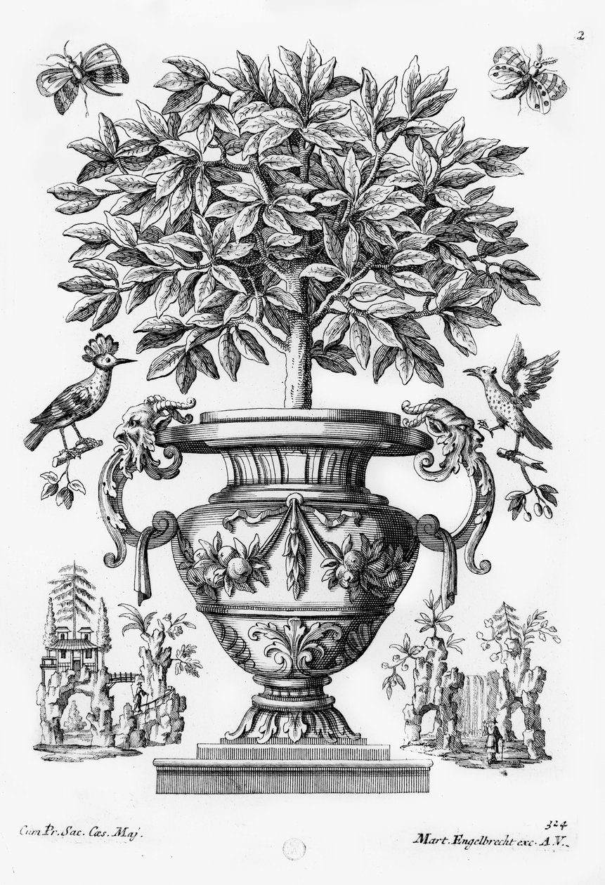 Zitrusbäume, ca. 1735 von Martin Engelbrecht