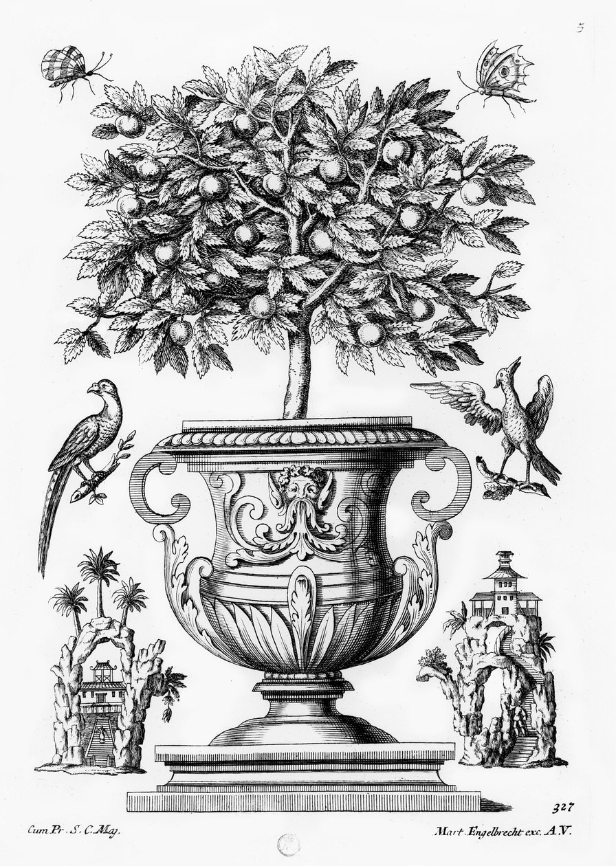 Zitrusbäume, ca. 1735 von Martin Engelbrecht