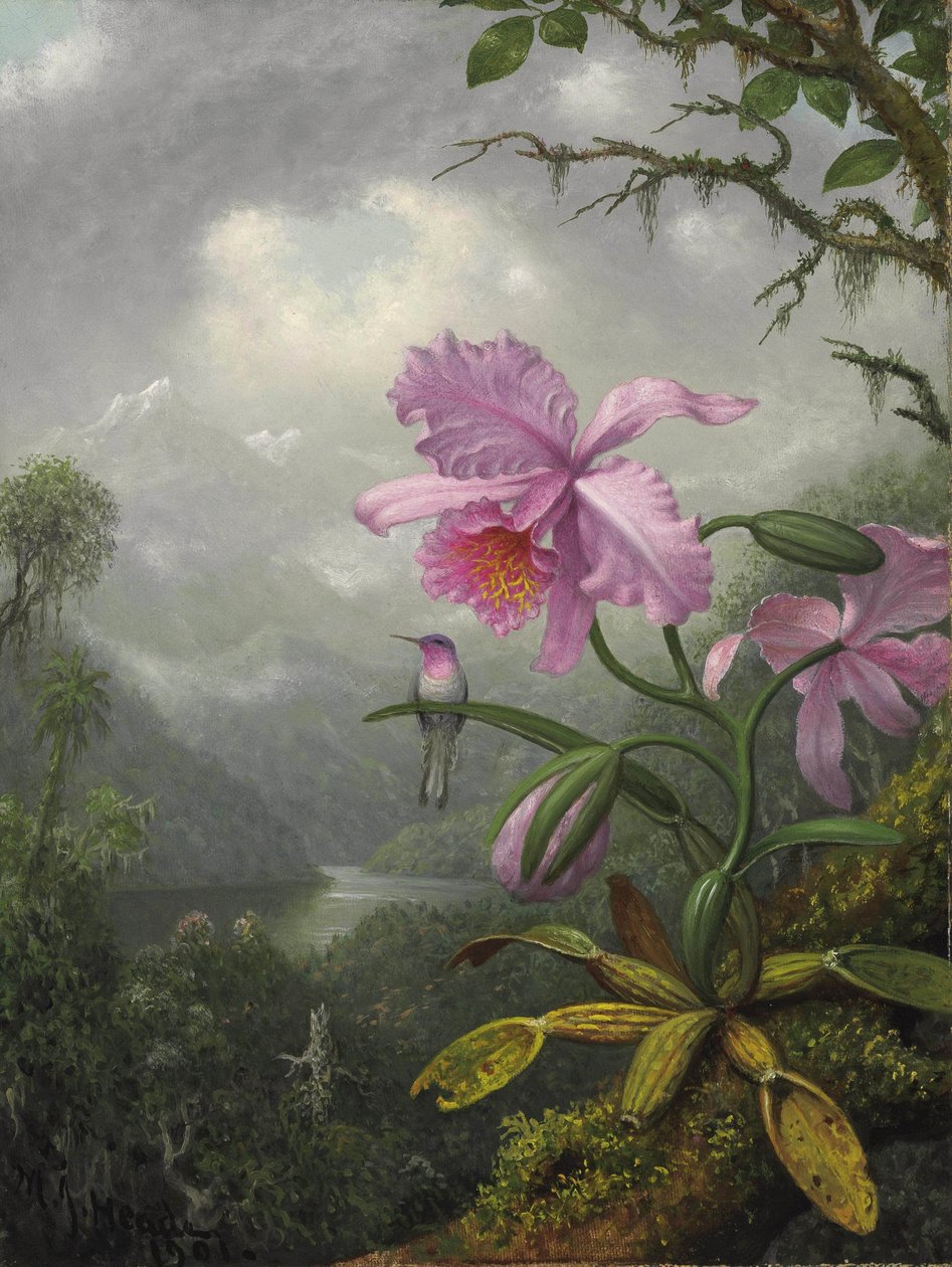 Kolibri auf der Orchideenpflanze von Martin Johnson Heade