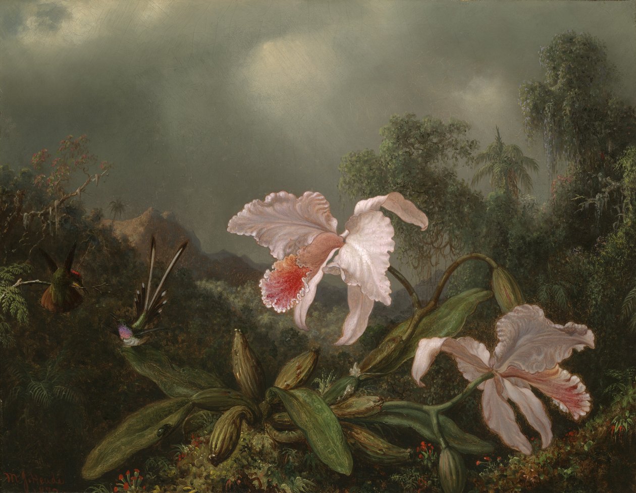 Dschungel-Orchideen und Kolibris von Martin Johnson Heade