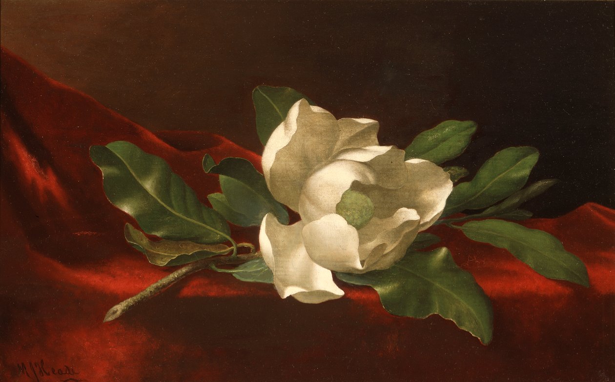 Magnolie von Martin Johnson Heade