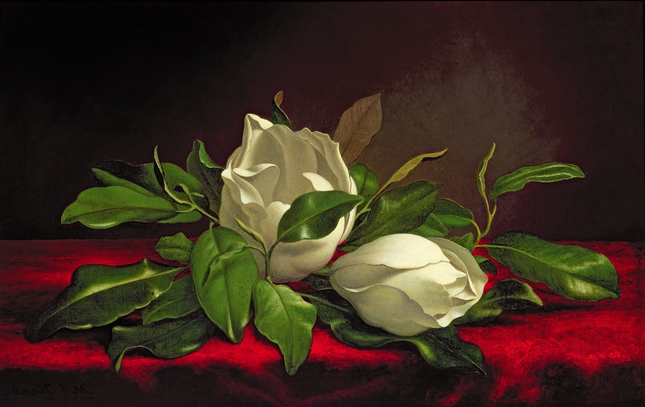 Magnolie von Martin Johnson Heade