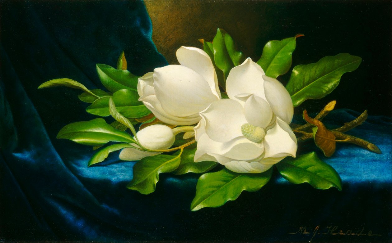 Magnolien auf einem blauen Samttuch von Martin Johnson Heade