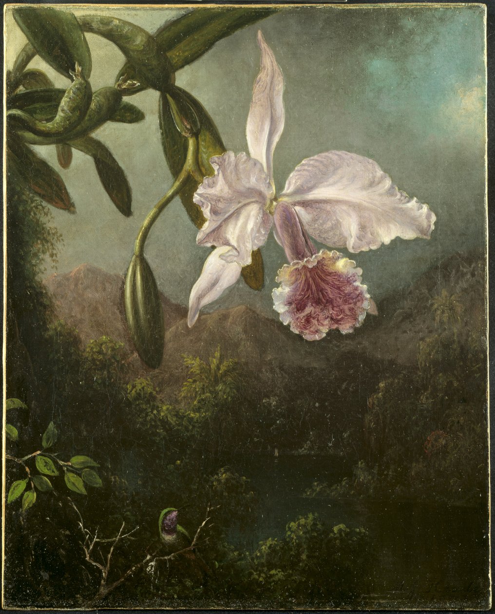 Orchideenblüten von Martin Johnson Heade