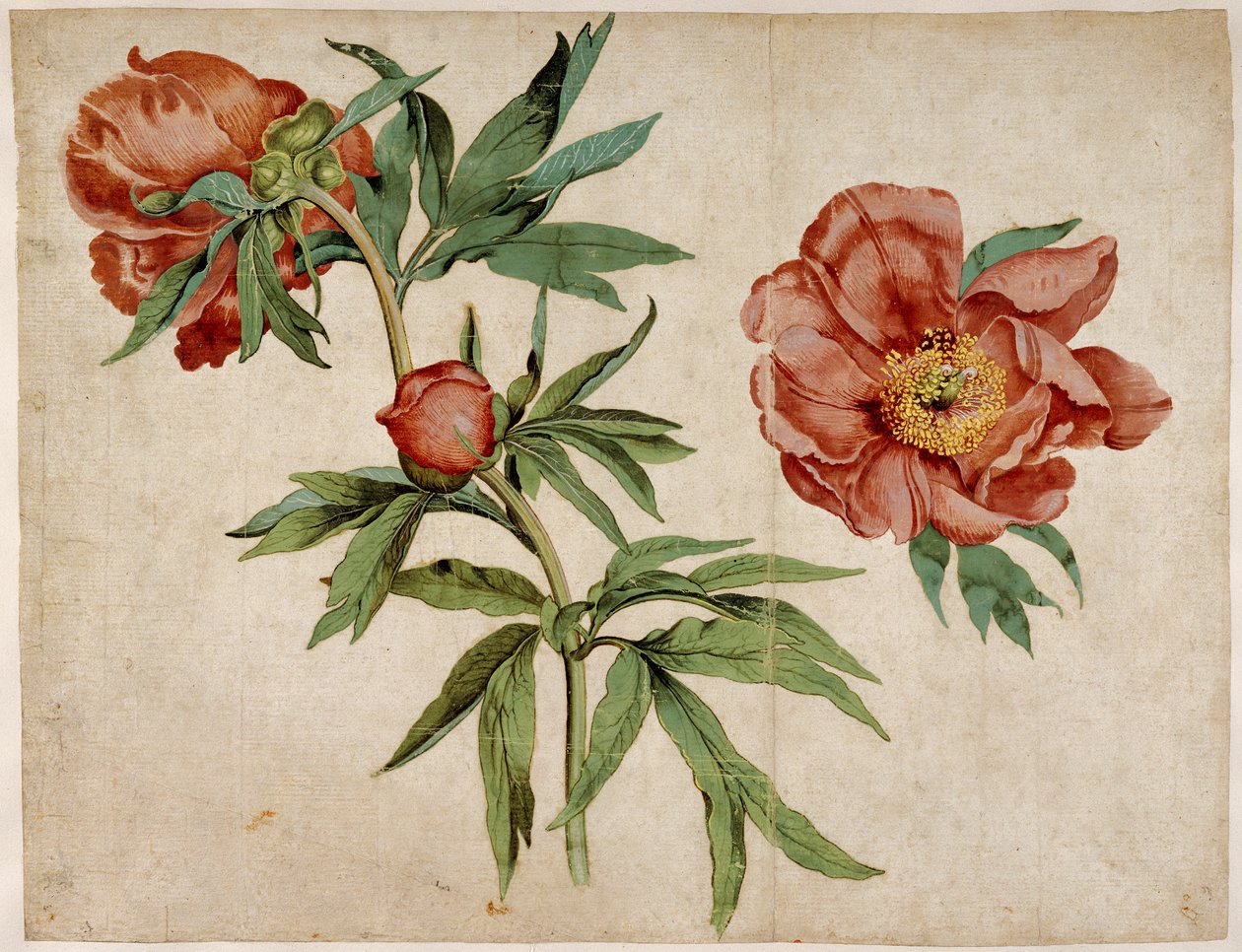 Studie von Pfingstrosen von Martin Schongauer