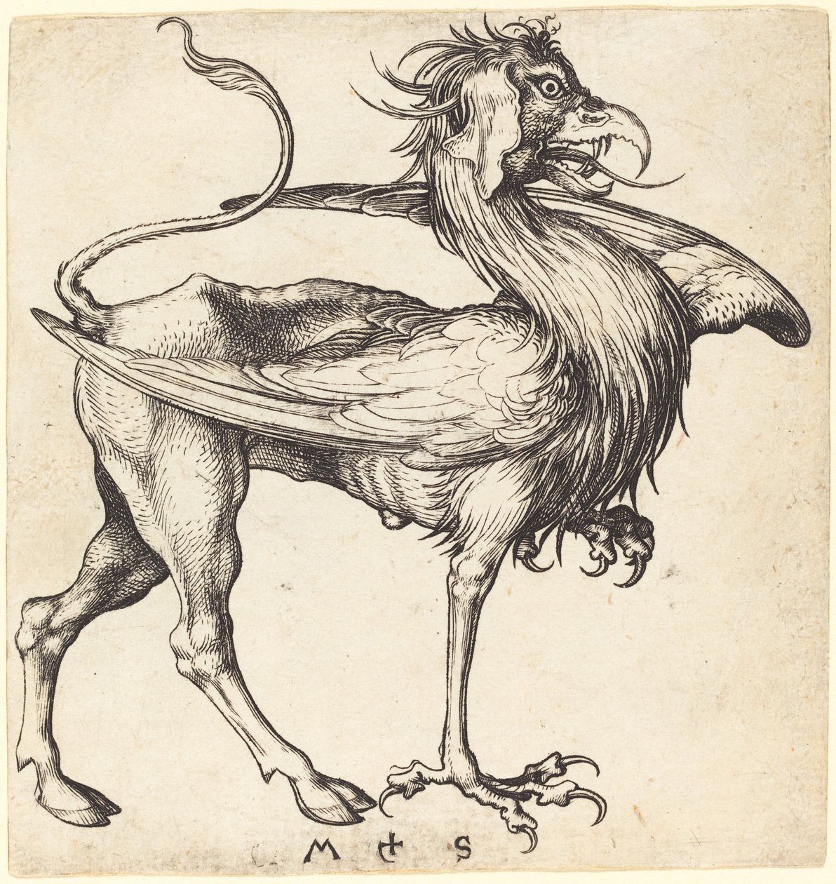 Der Greif von Martin Schongauer