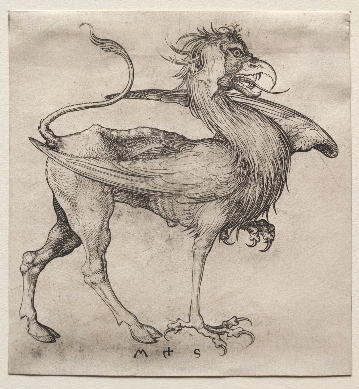 Der Greif, 1400er Jahre von Martin Schongauer