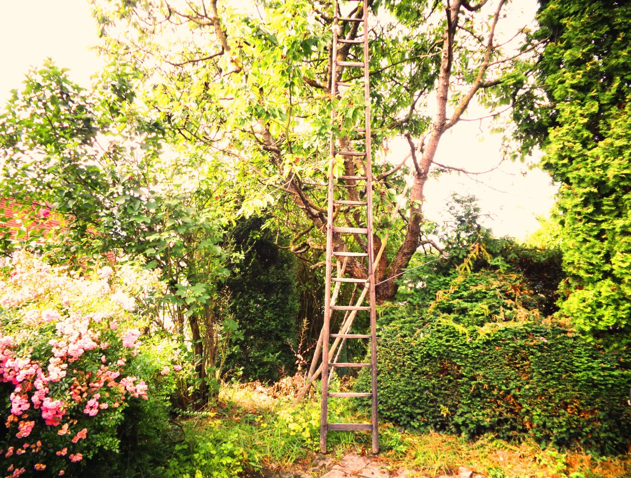 Am Kirschbaum von Martina Konitzky