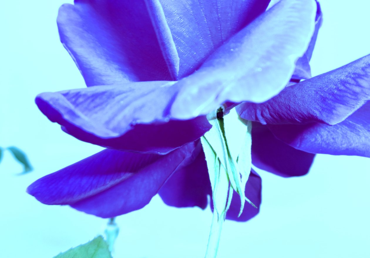 Blaue Rose von Martina Konitzky