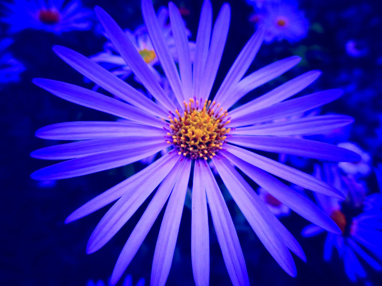 Blume von Martina Konitzky