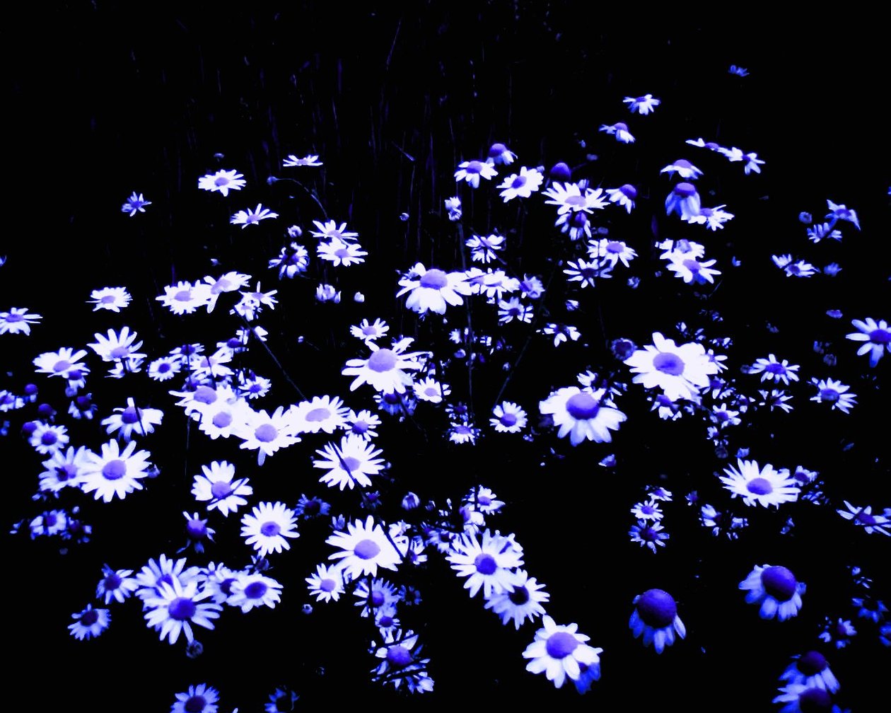 Blumen am Feldrand von Martina Konitzky