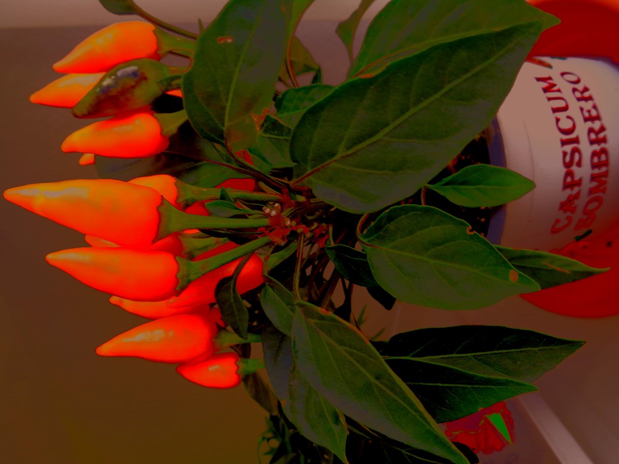 Paprika von Martina Konitzky