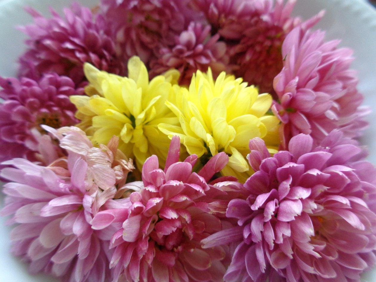 Chrysanthemenblüten von Martina Konitzky