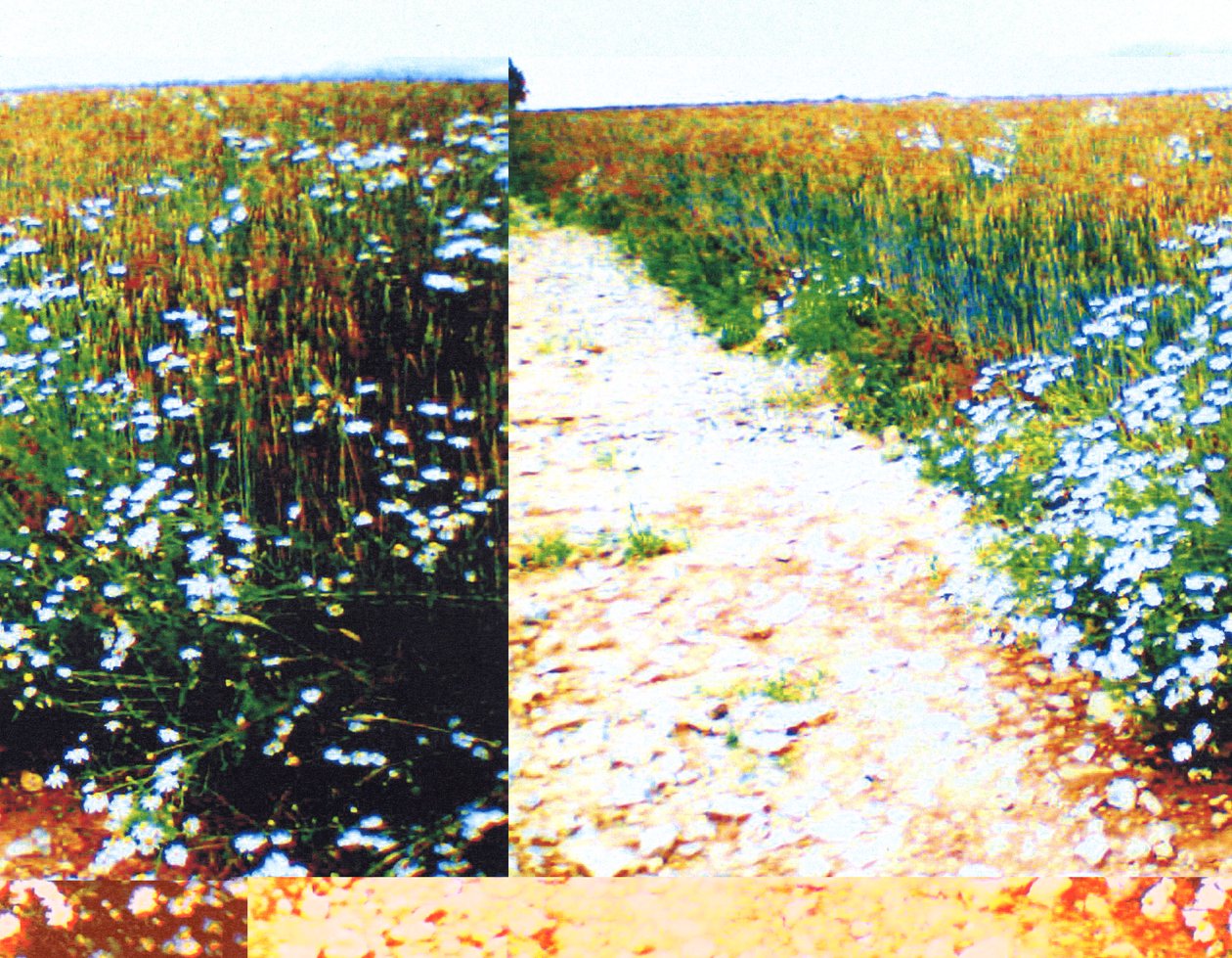 Feldweg von Martina Konitzky