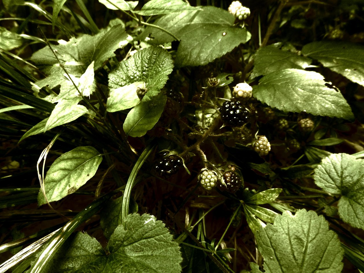 Im Wald von Martina Konitzky