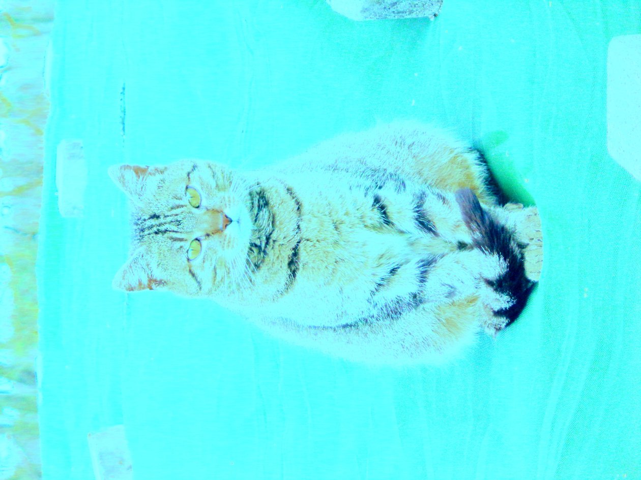 Kitty von Martina Konitzky